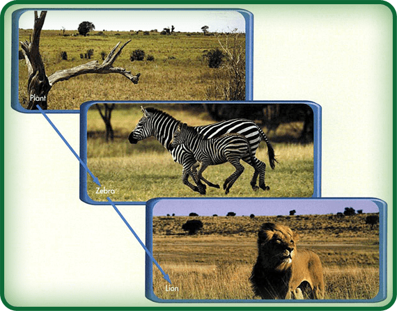Zebra Food Chain Diagram