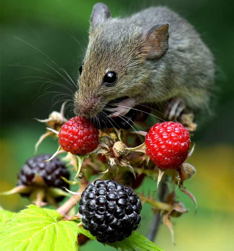 Omnivores PowerKnowledge Life Science