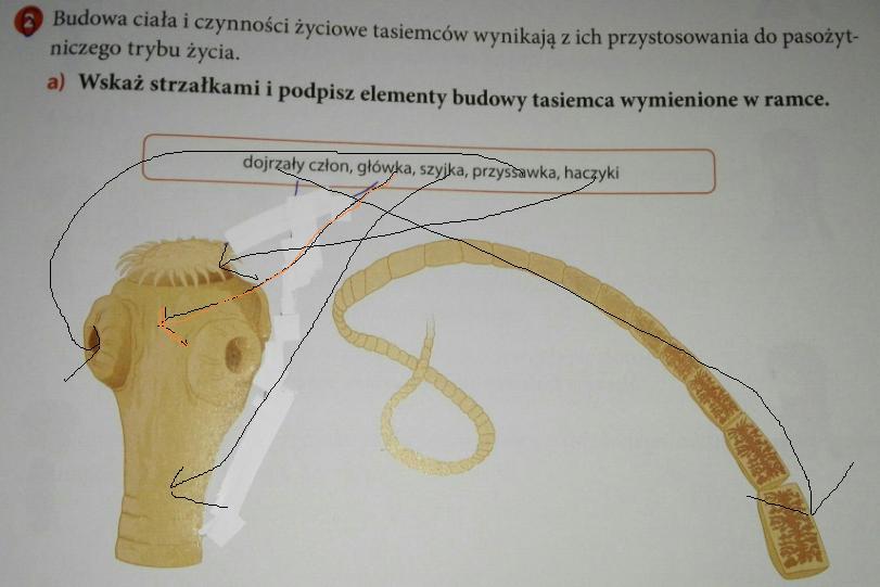 Budowa ciała i czynności życiowe tasiemców wynikają z ich