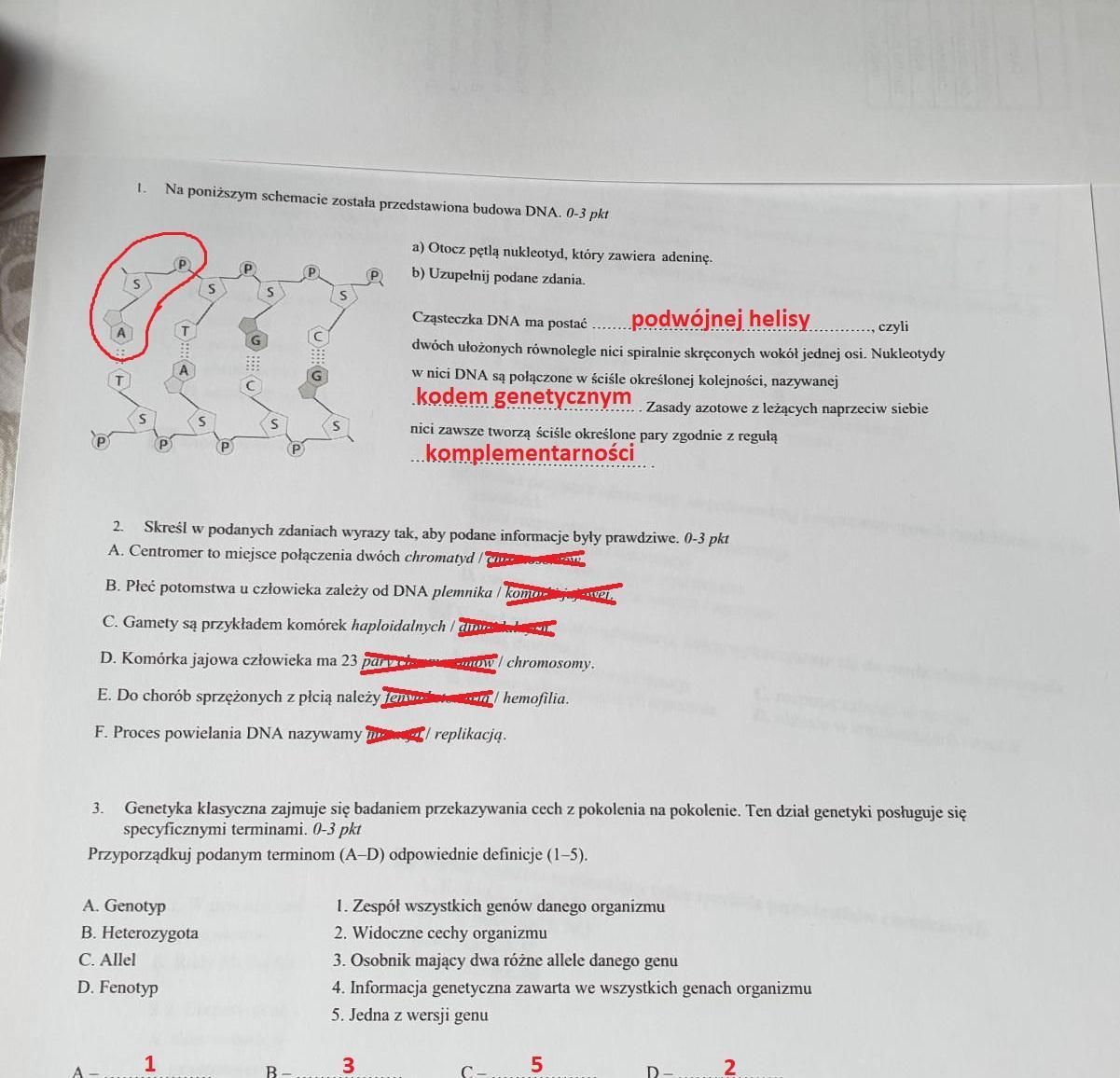 Na poniższym schemacie została przedstawiona budowa DNA. Brainly.pl