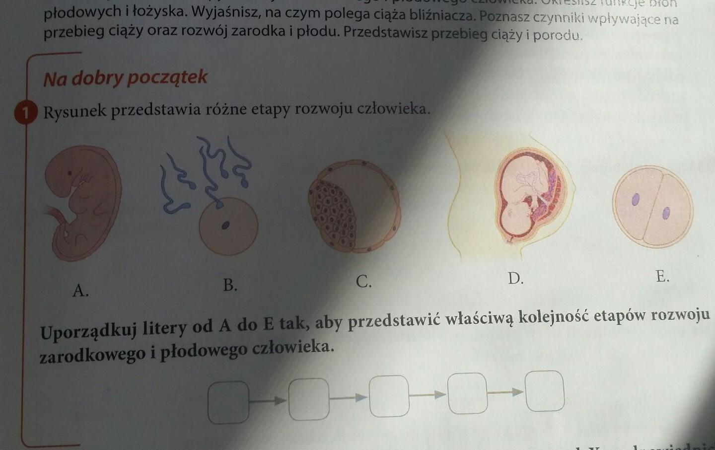 Rysunek Przedstawia Różne Etapy Rozwoju Człowieka