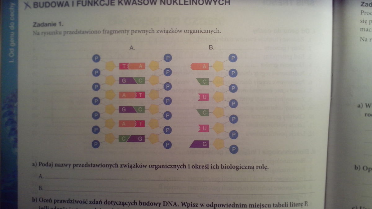 Budowa I Funkcje Kwasów Nukleinowych