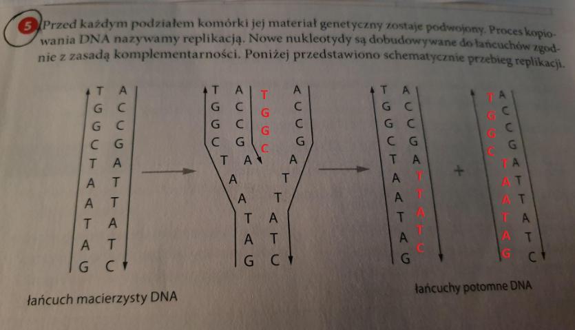 Jak w załączniku. Biologia klasa 8 Brainly.pl