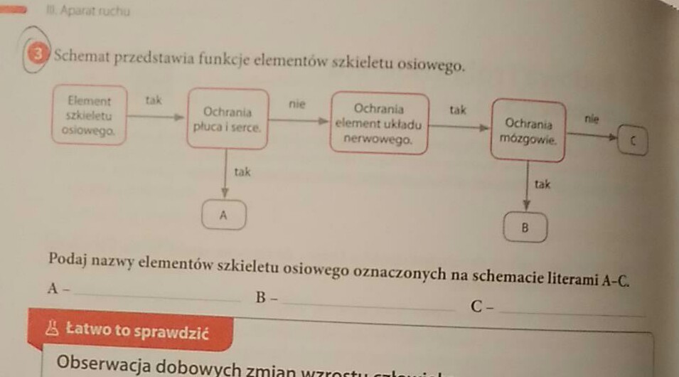 Schemat przedstawia funkcje elementów szkieletu osiowego.Podaj nazwy el