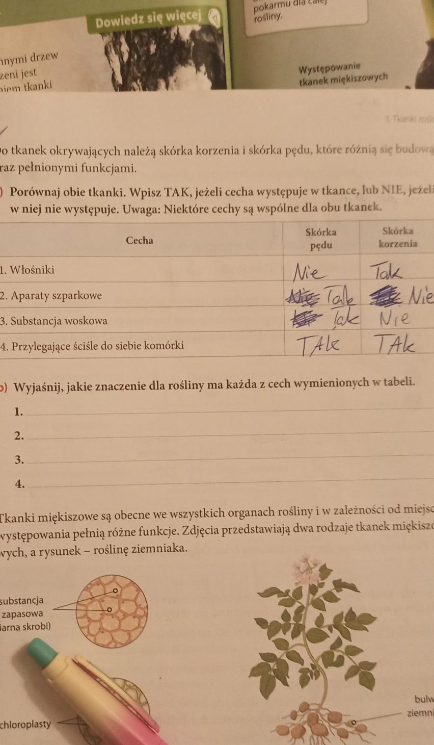 Do tkanek okrywających należą skórka korzenia i skórka pędu, które