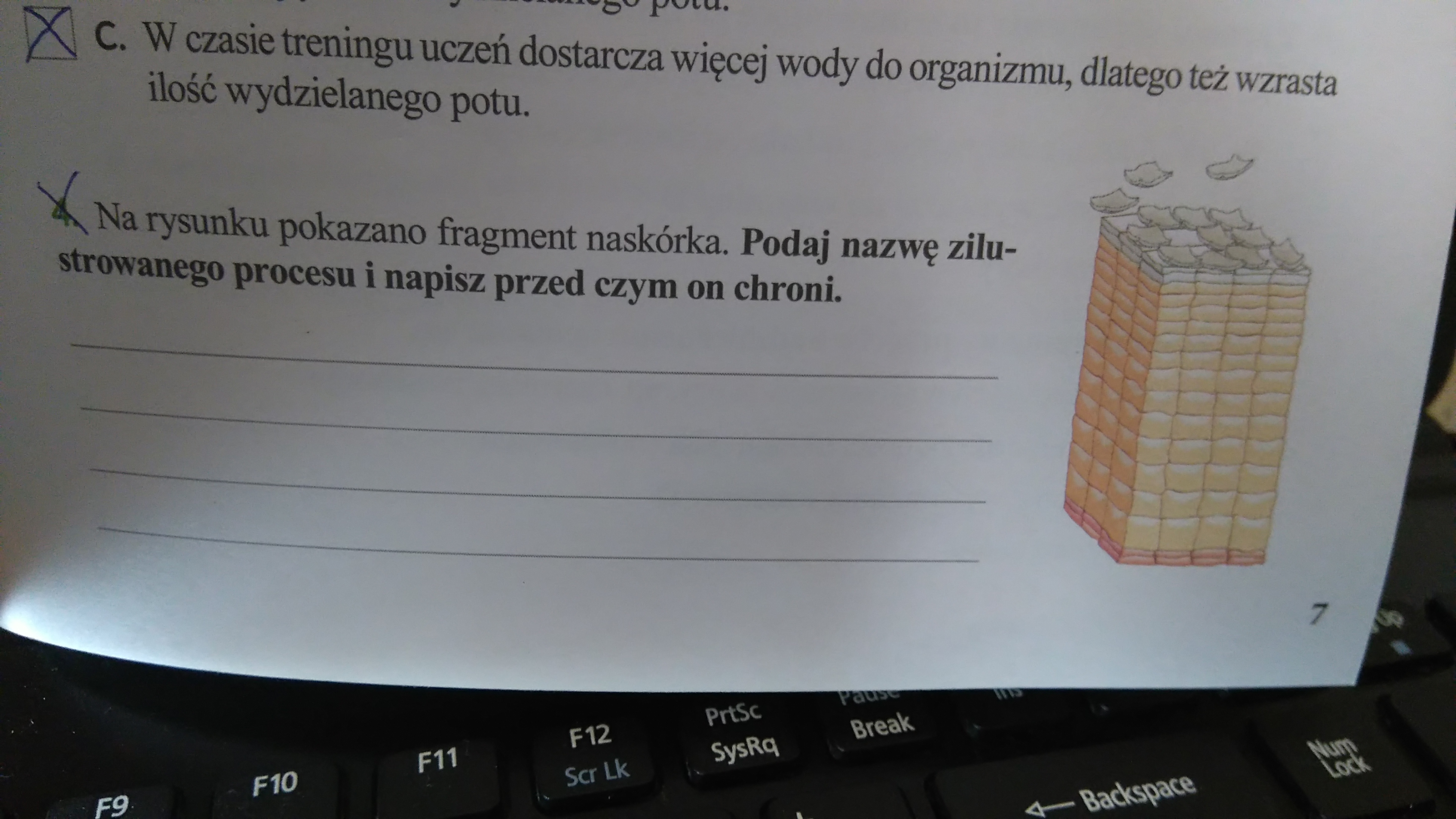 na rysunku pokazano fragment naskorka podaj nazwe zilustrowanego