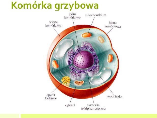 Jaka jest różnica w budowie komórki bakterii i komórki grzyba Brainly.pl