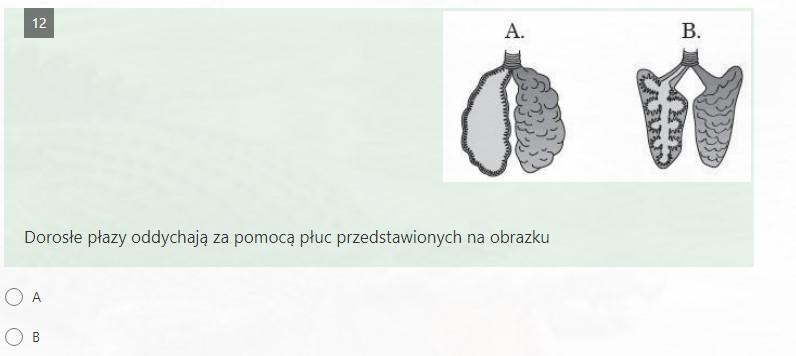 Dorosłe płazy oddychają za pomocą płuc przedstawionych na obrazku a,b