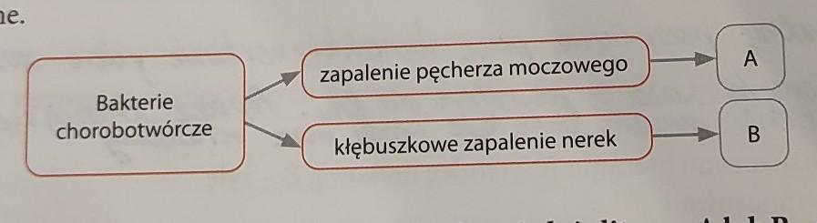 2. Schemat dotyczy dwóch głównych chorób układu wydalniczego