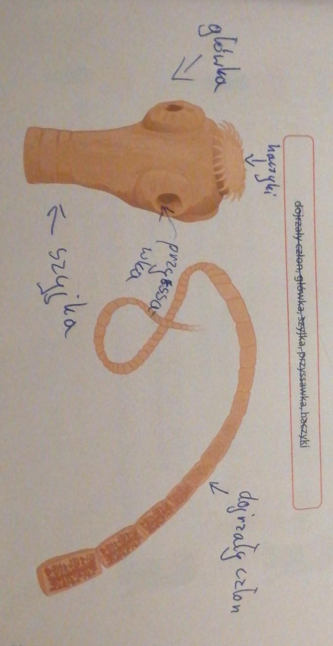 Budowa ciała i czynności życiowe tasiemców wynikają z ich