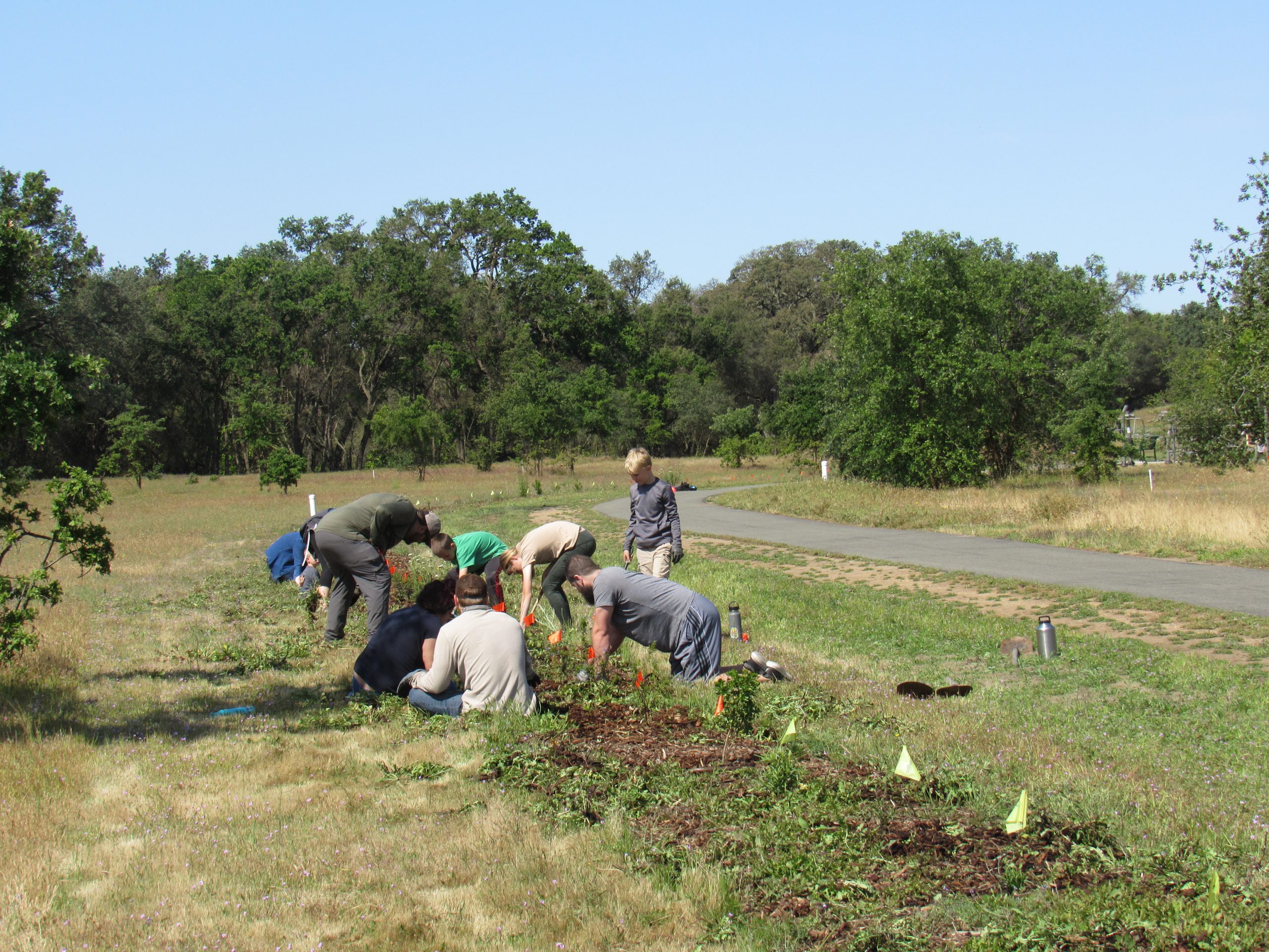 Doyle Ranch Park Pollinator Hedgerow Placer Resource Conservation