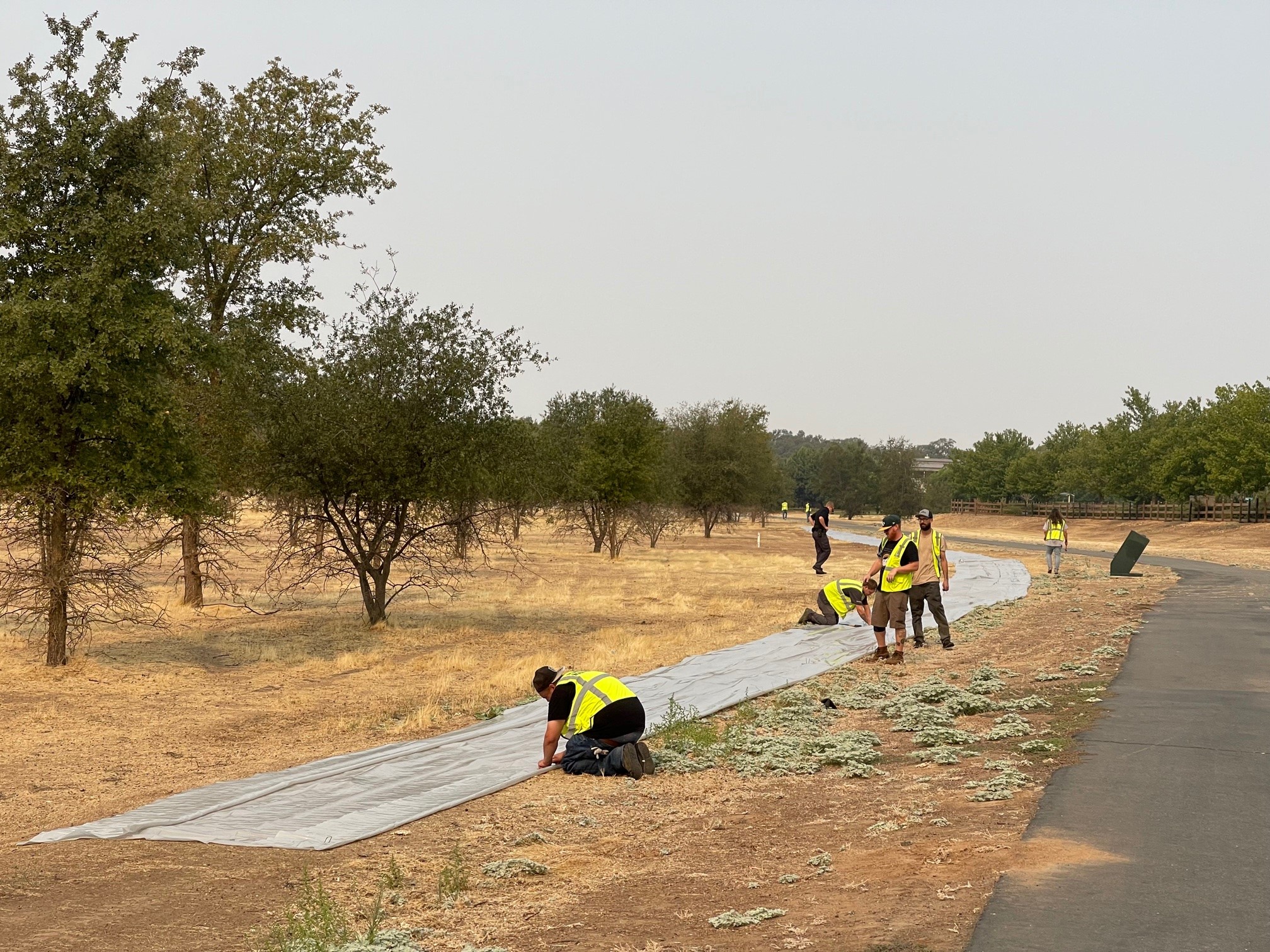 Doyle Ranch Park Pollinator Hedgerow Placer Resource Conservation