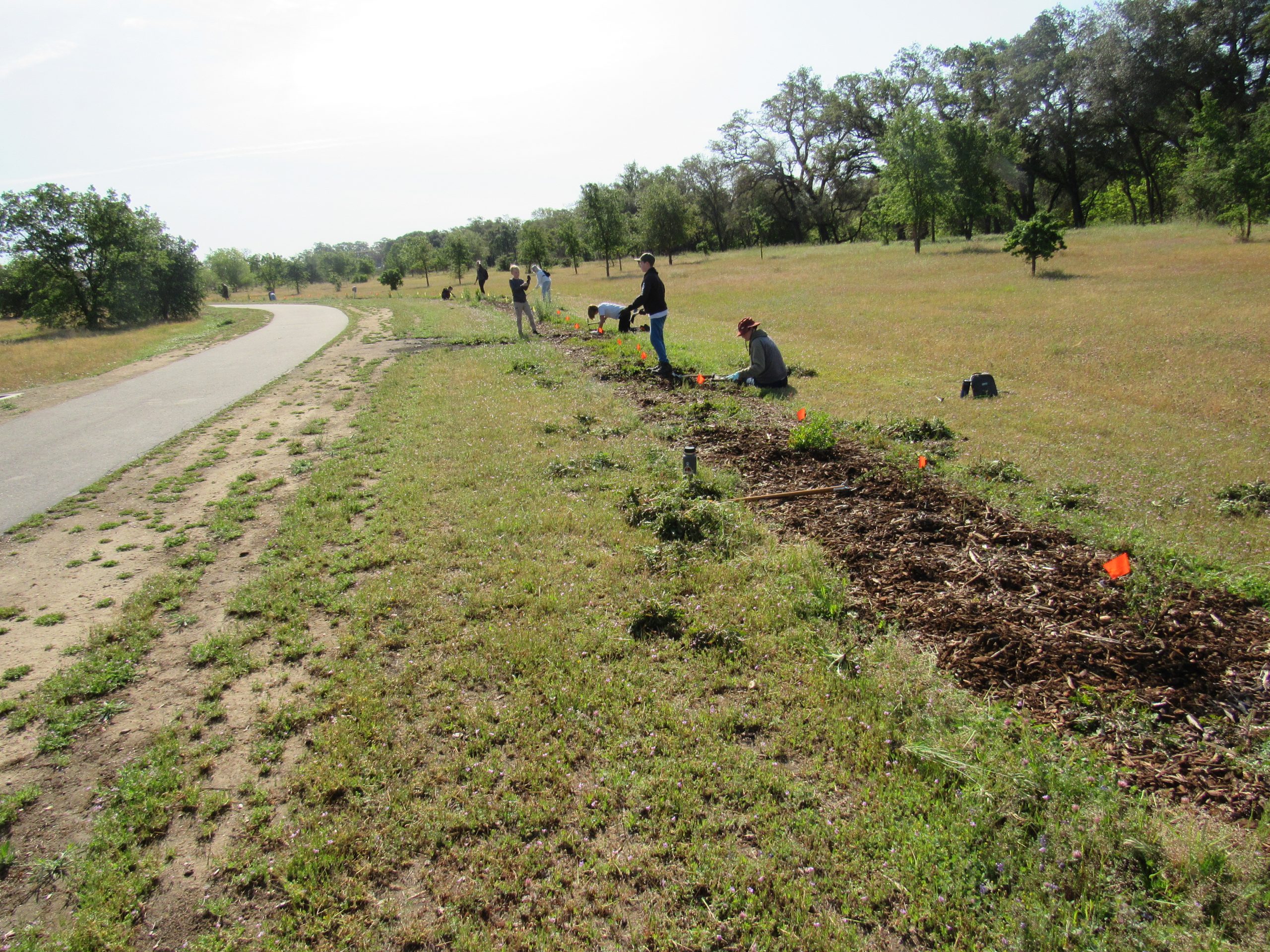 Doyle Ranch Park Pollinator Hedgerow Placer Resource Conservation