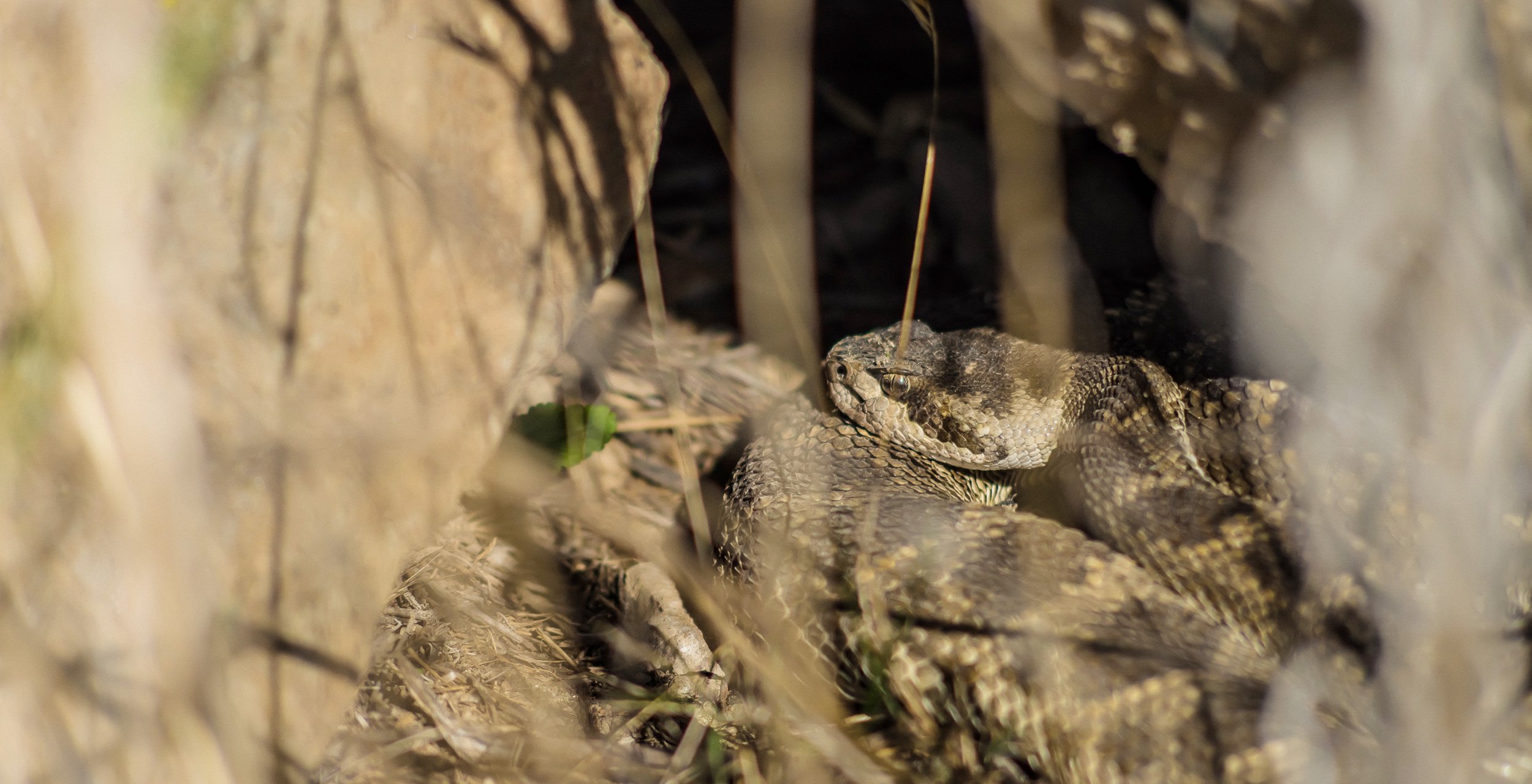 4 Rattlesnake Removal Placer Snake Removal
