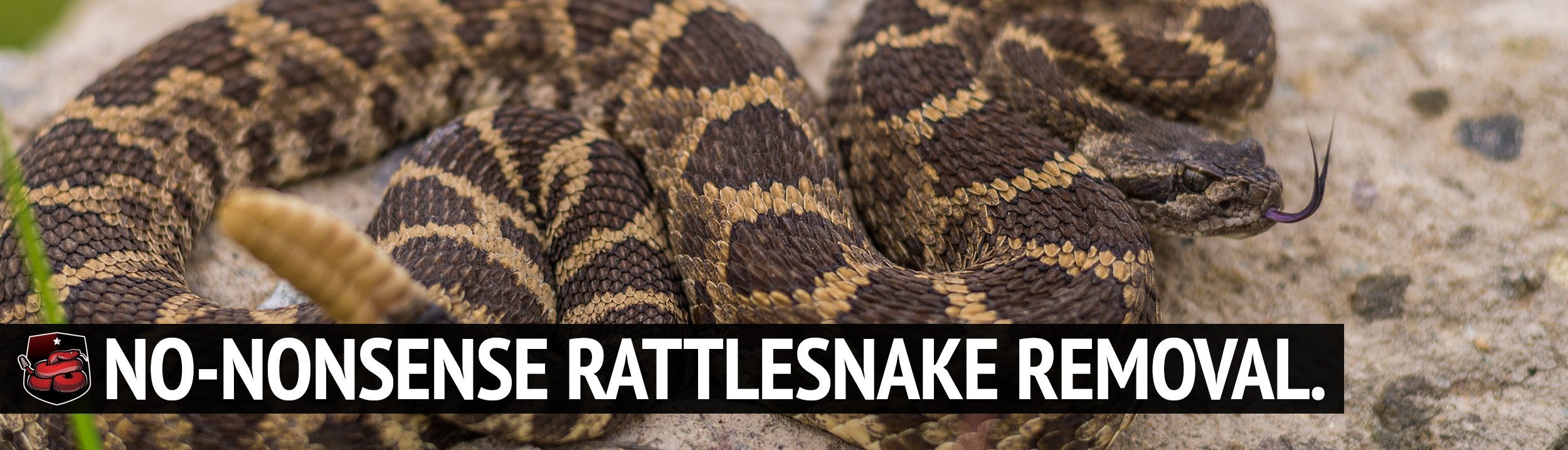 s3 Rattlesnake Removal Placer Snake Removal