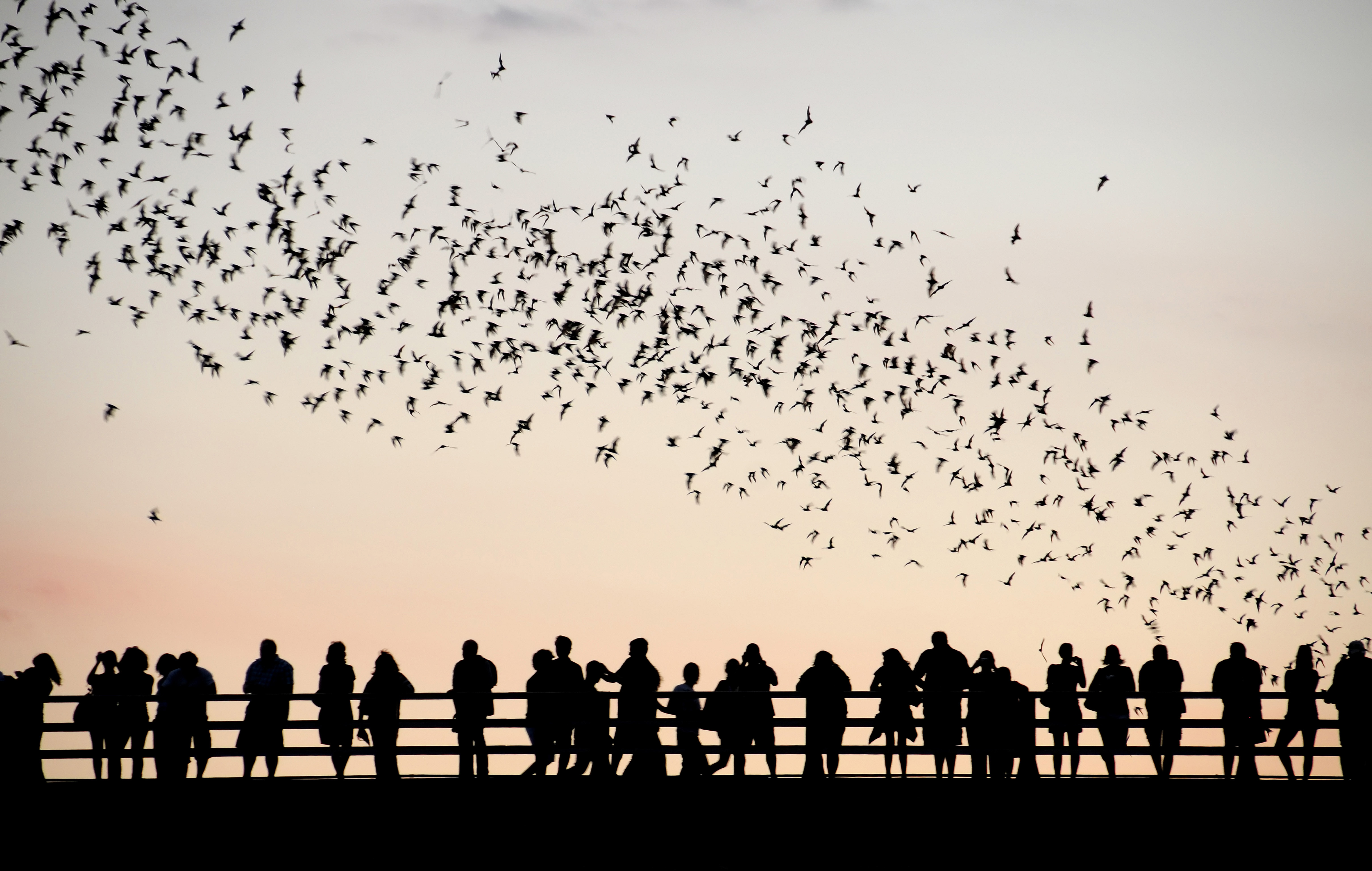Austin, Texas Bats of Austin « Places 2 Explore