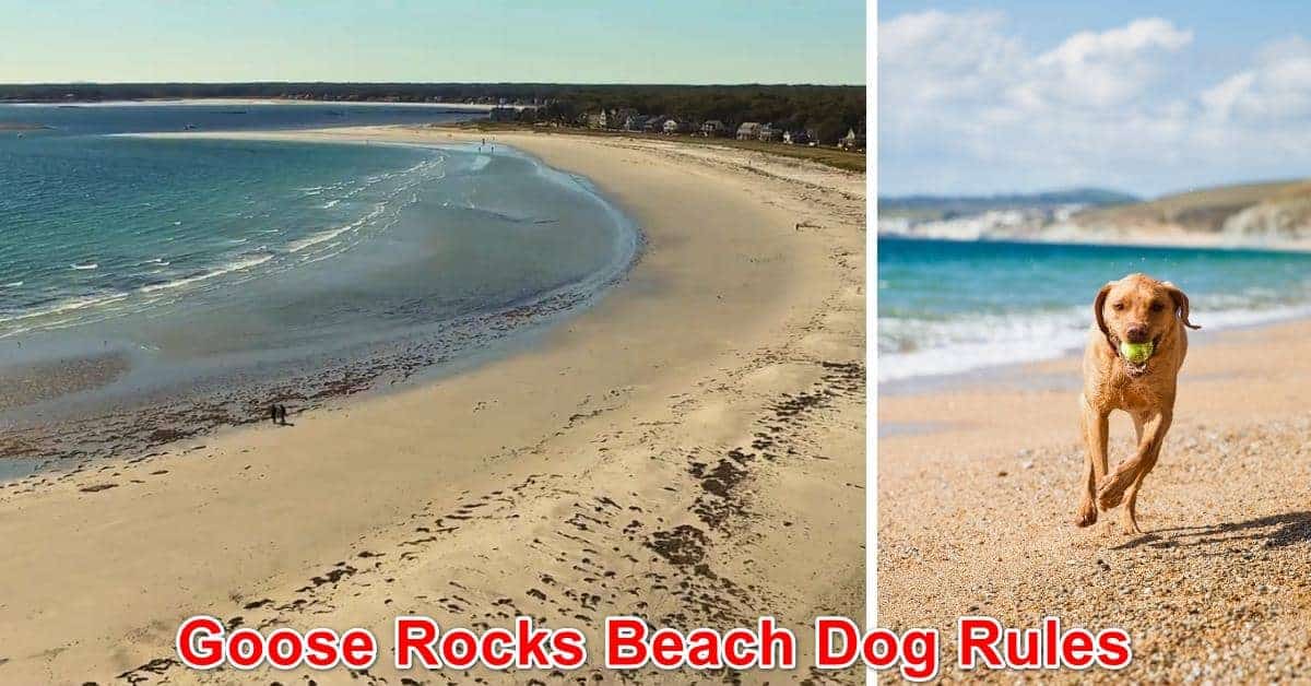 Goose Rocks Beach Dog Rules, Maine New Laws 2024