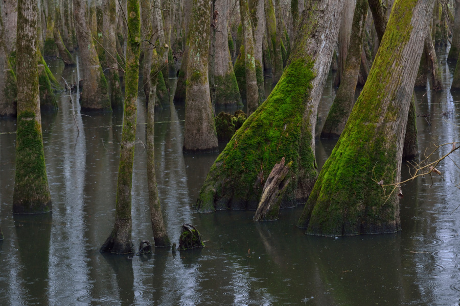 Cache River State Natural Area Places and Pics