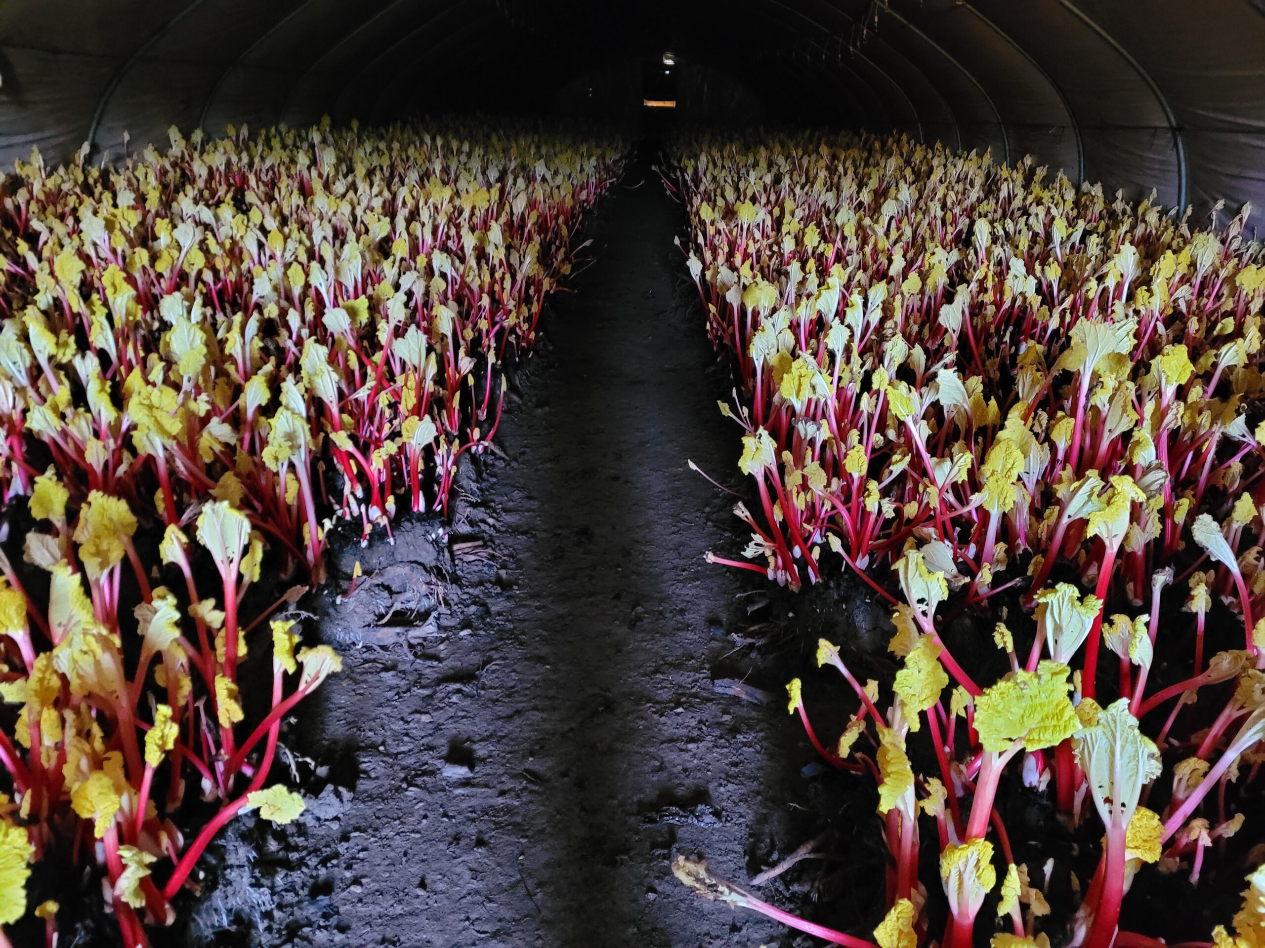 New Season Forced Rhubarb Place UK