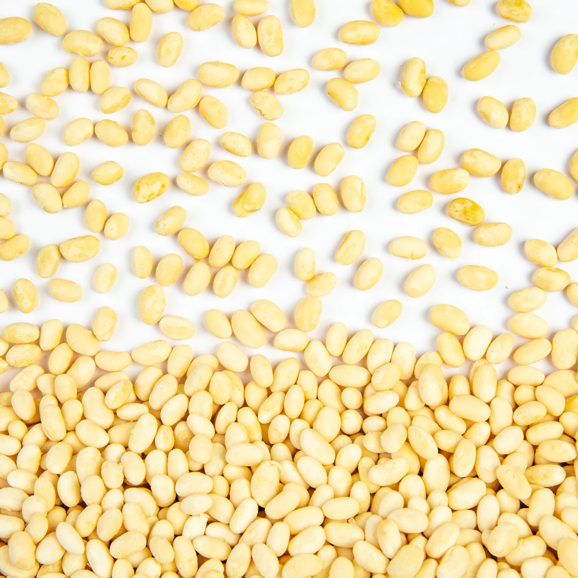 IQF Haricot Beans Place UK