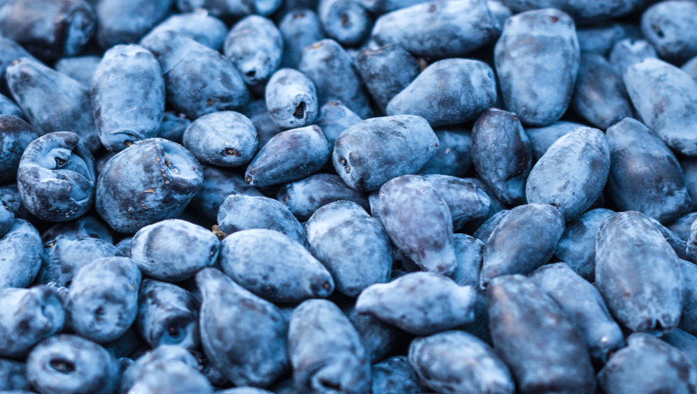 The Health Benefits of Berries Our Top 3