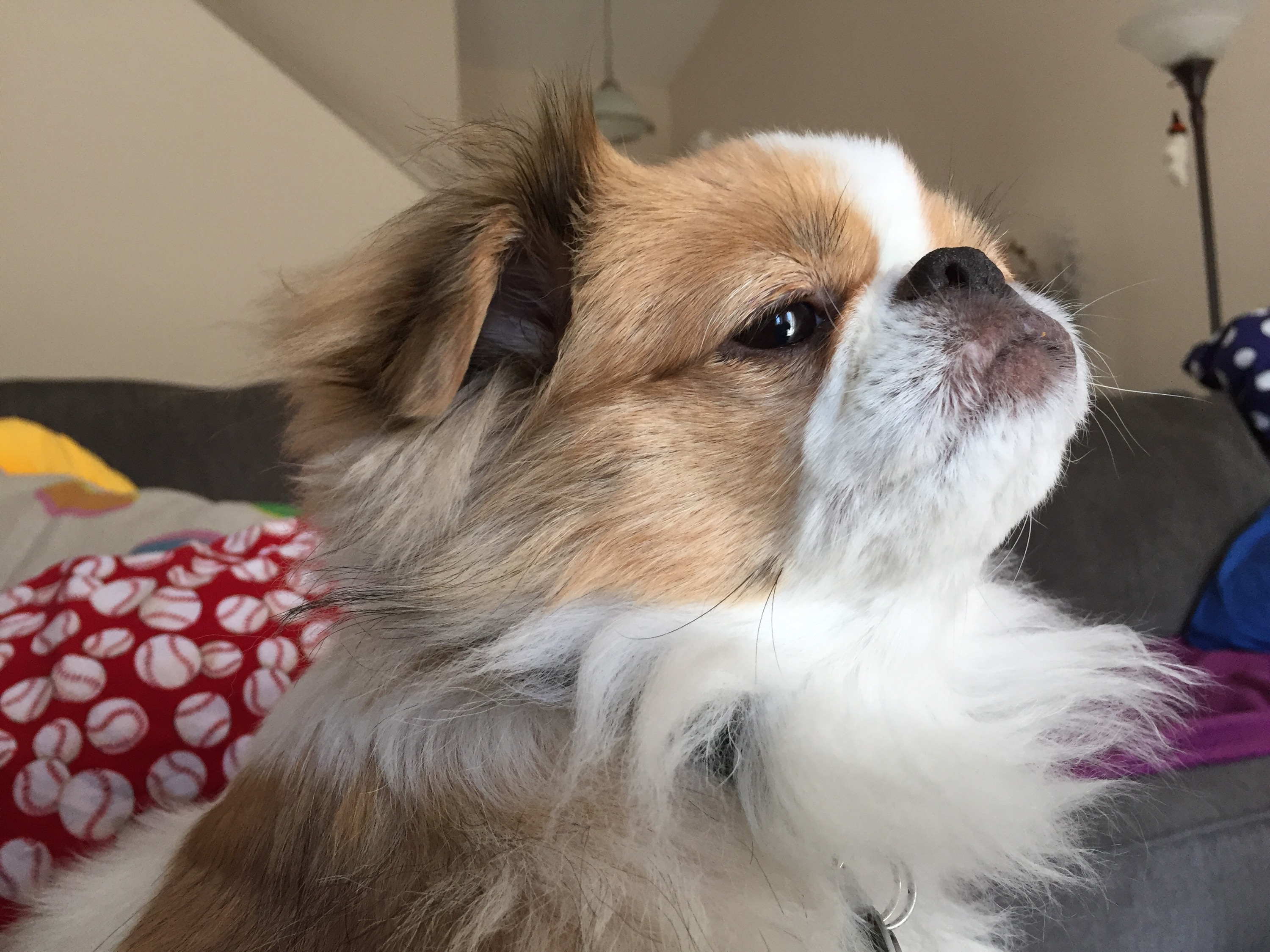 Charles Tries to Fit in with The AntiMondays Crowd • Busy Paws LLC