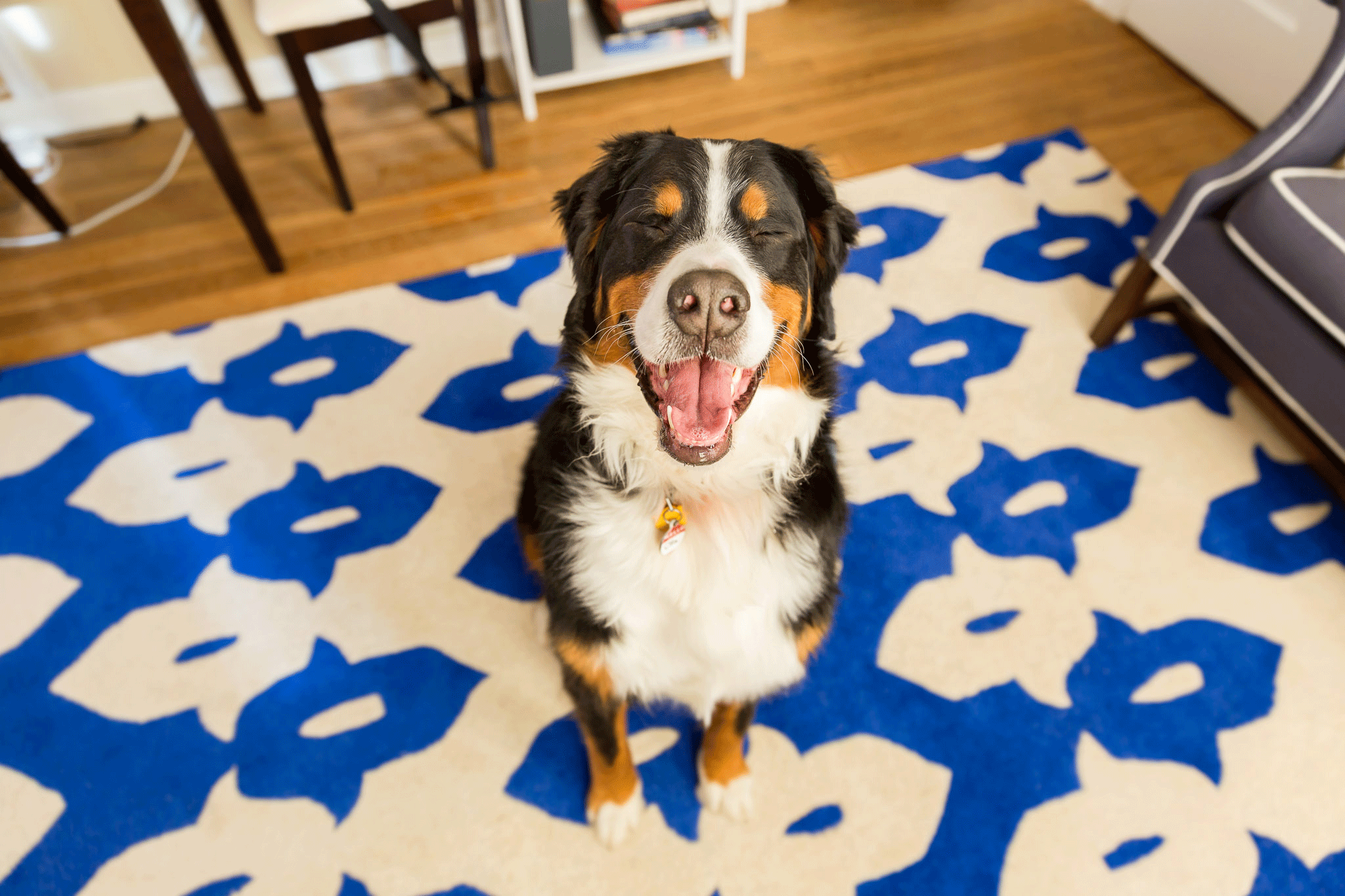 HypnoOllie • Busy Paws LLC