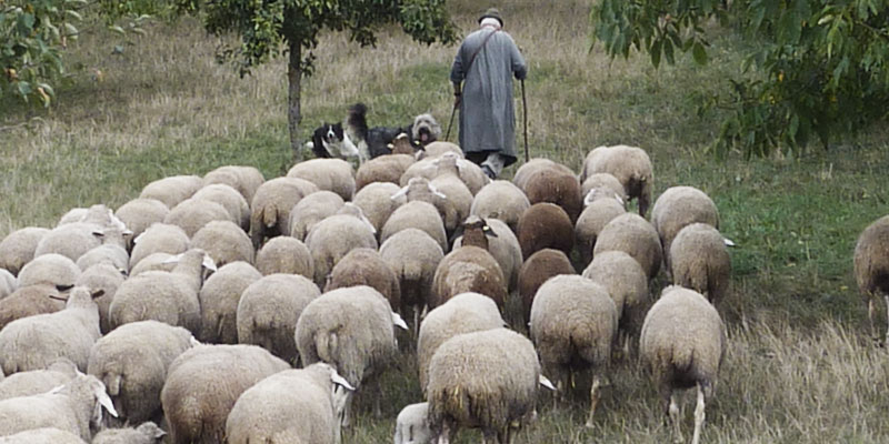 The Shepherd and the Sheep - Plain Bible Teaching