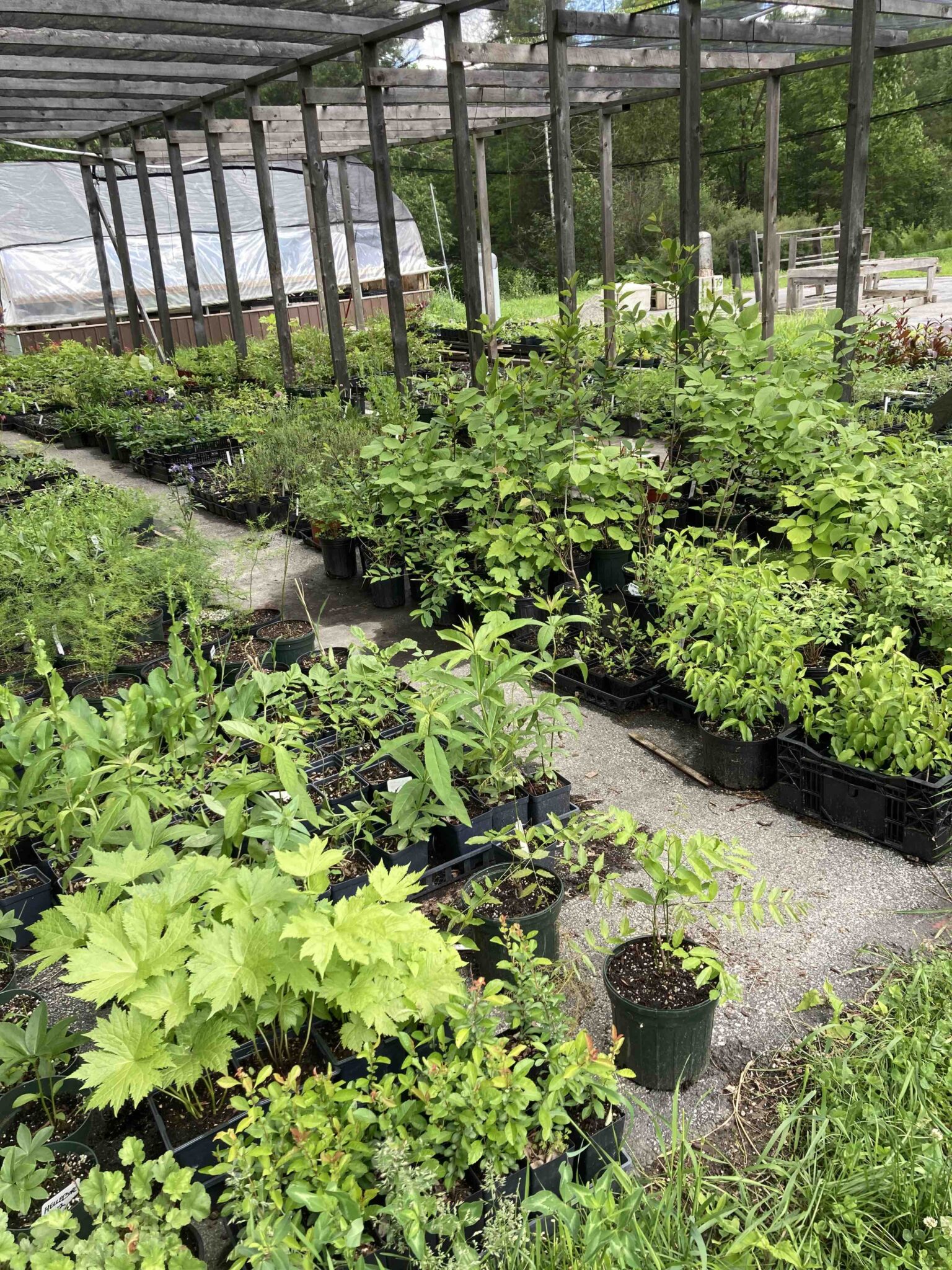 The Great Brook Nursery Story Plainfield Coop