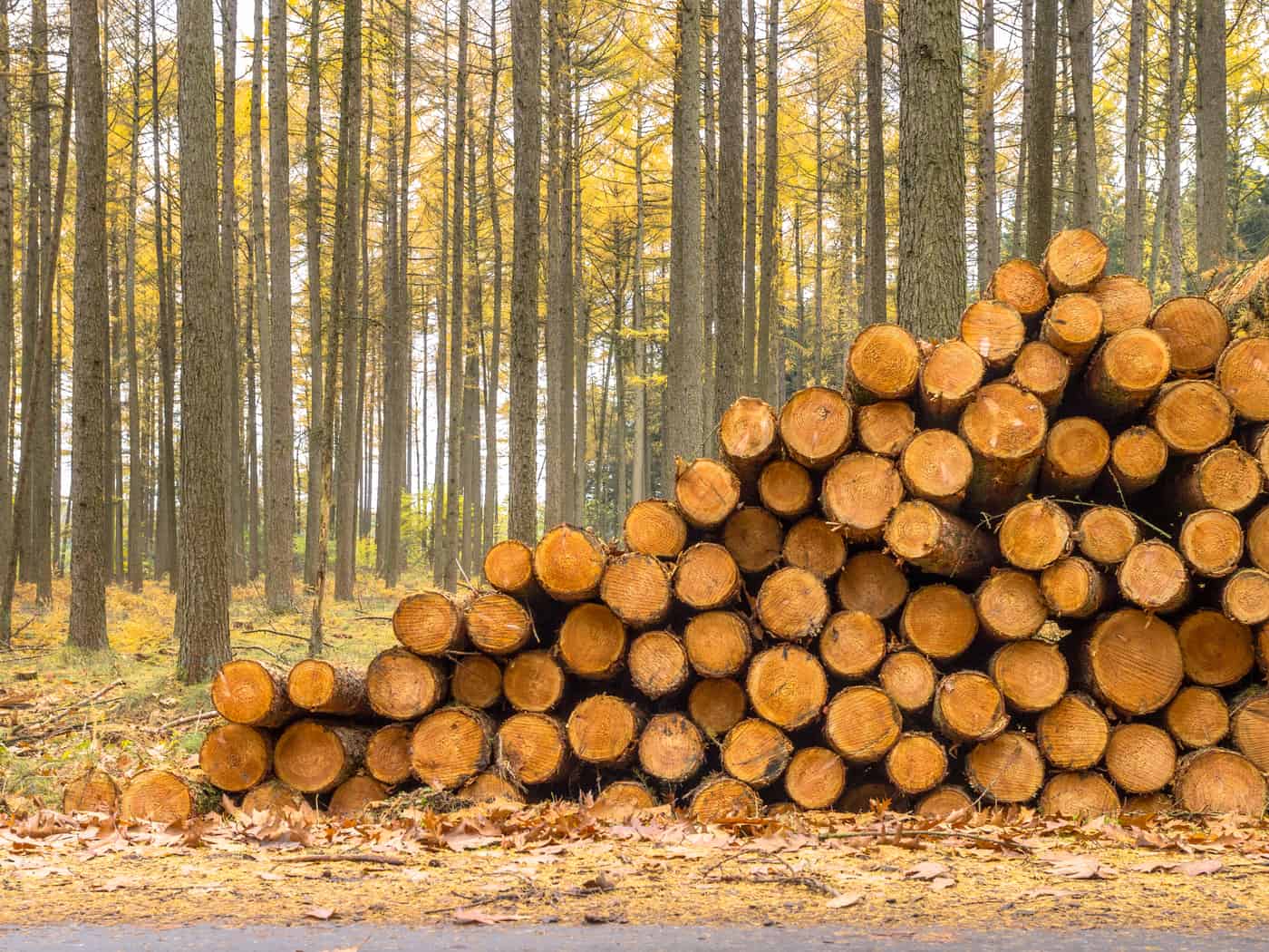 Best Types of Firewood for Your Wood Stove or Fireplace