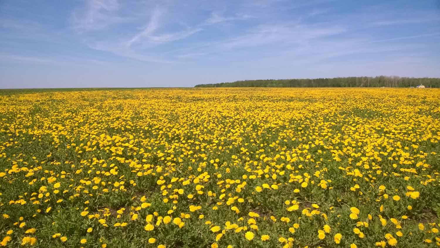How to Get Rid of Dandelions for Ever - Plain Help