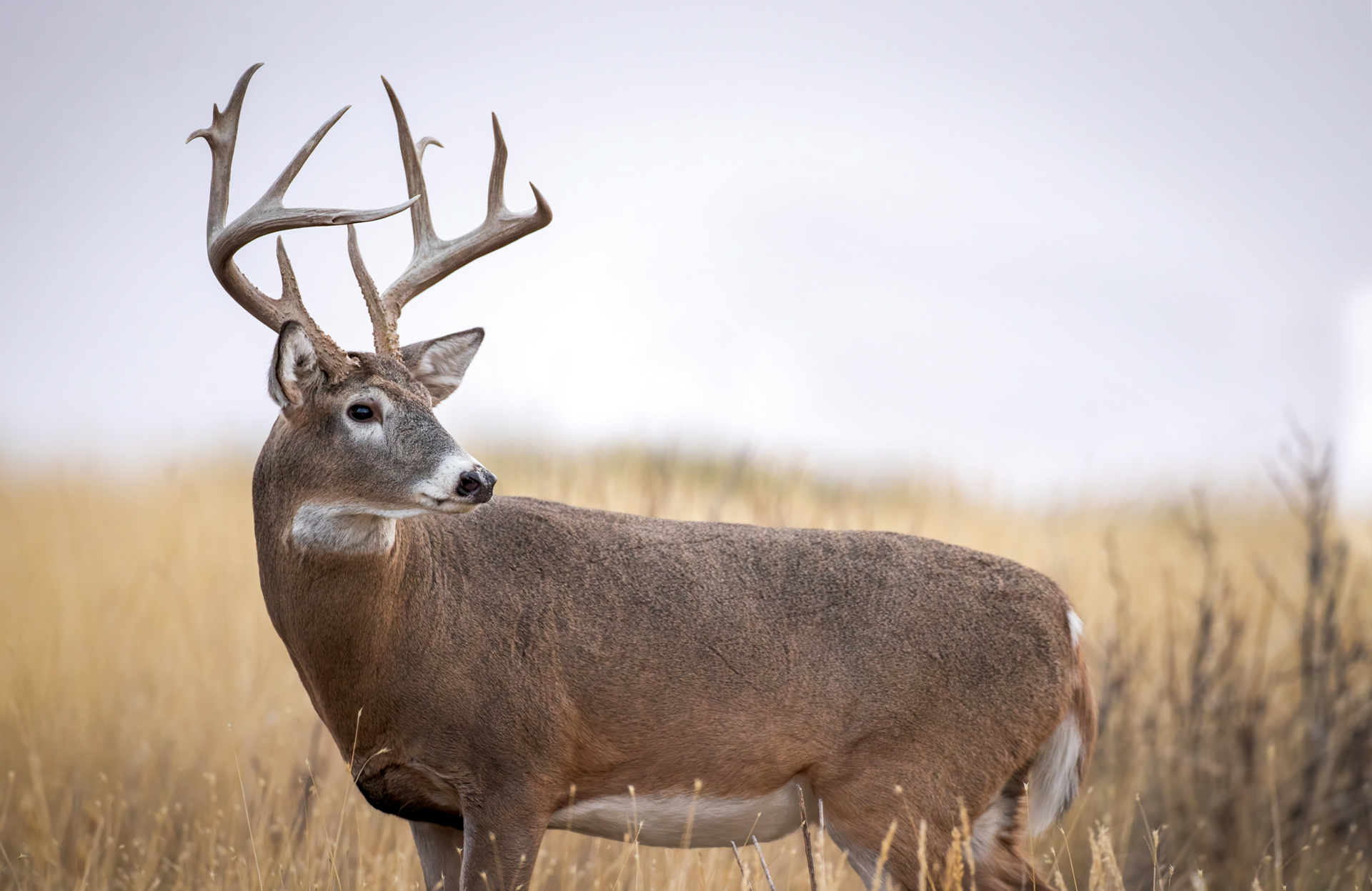 Whitetail Deer Plain Values