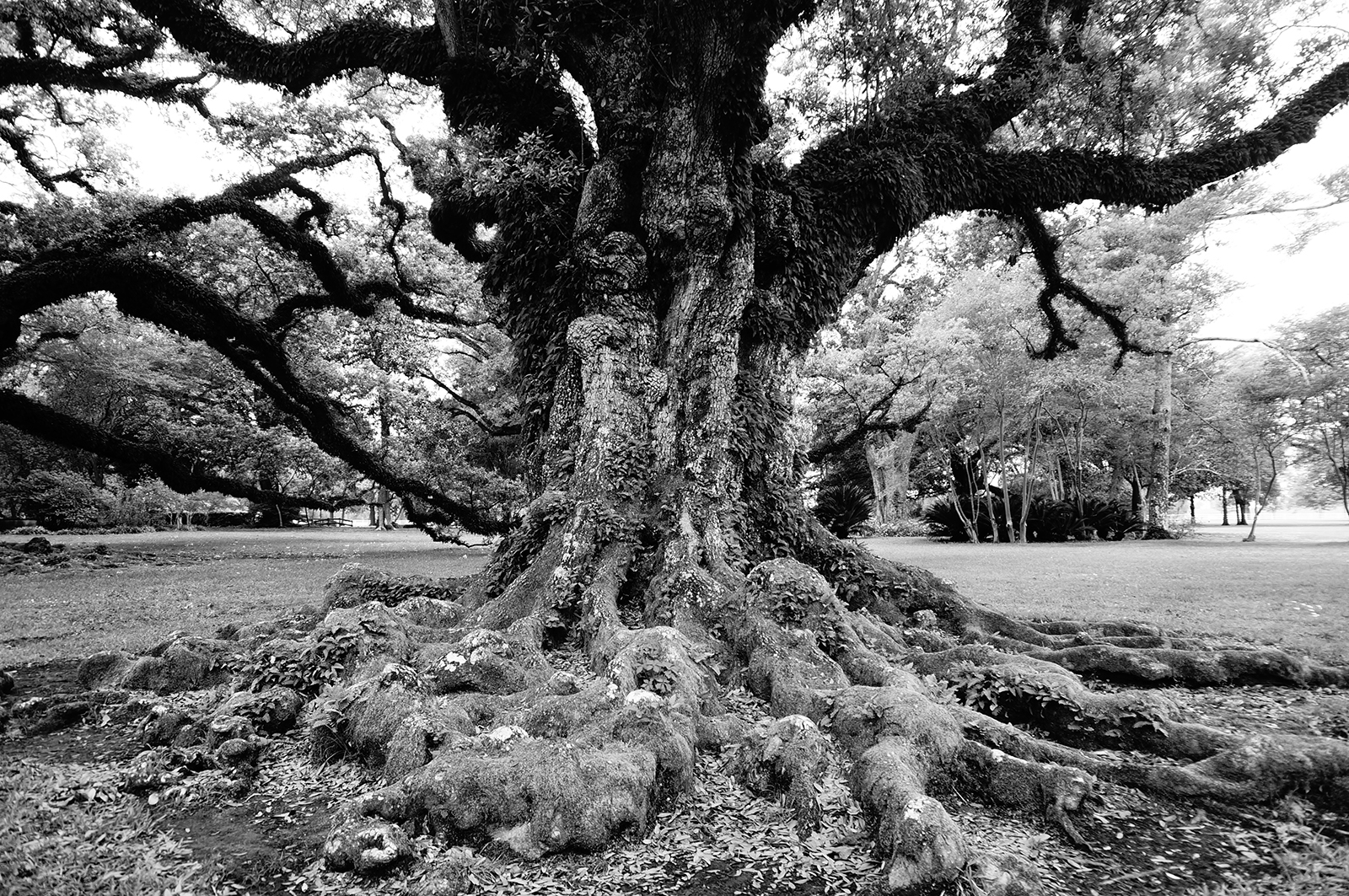 Corroboration of Anonymous Tip? Plaisance Law