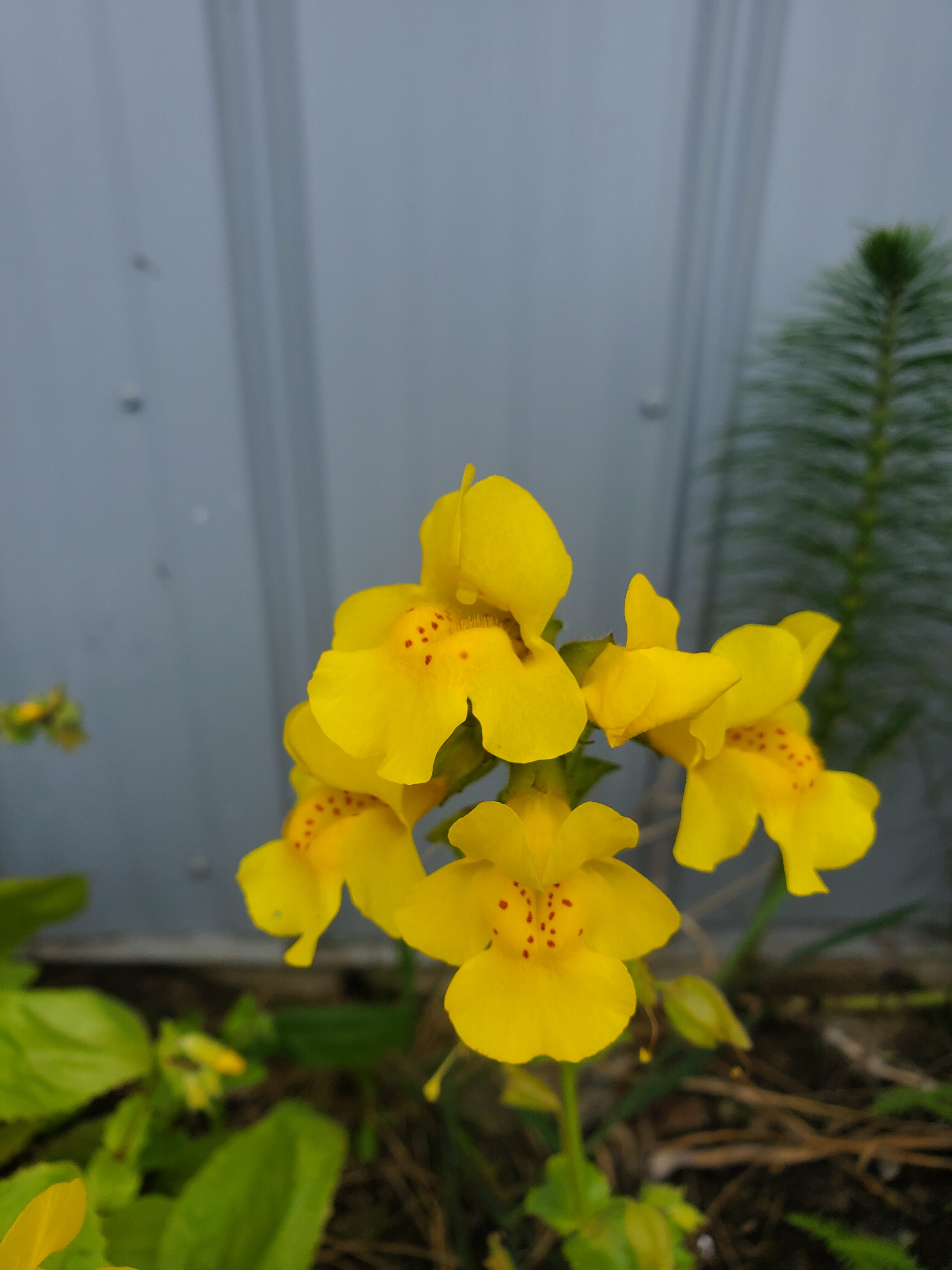 Yellow Monkey Flower Plan Bee Native Plants