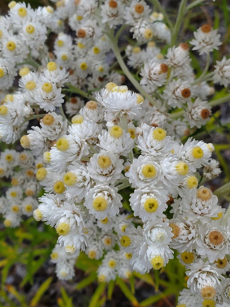 Pearly Everlasting Seeds Plan Bee Native Plants