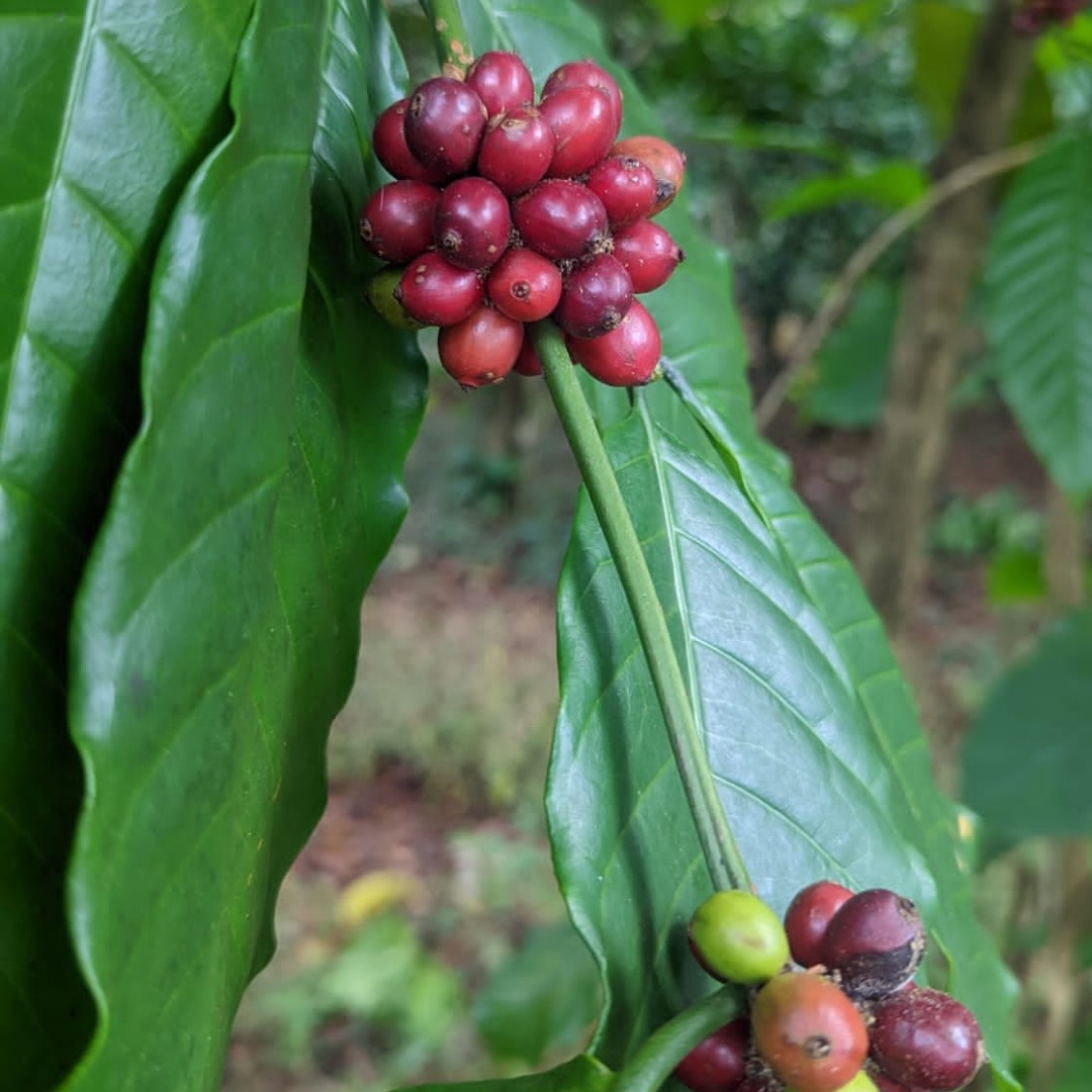From Bean to Brew Bean Barista Workhops
