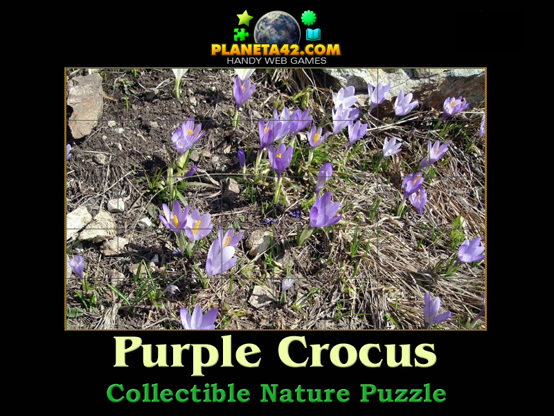 Crocus Puzzle Online Flowers Puzzle