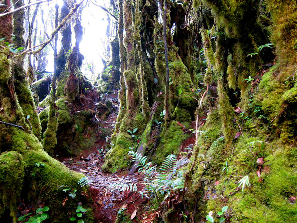 mossy forest cameron highlands