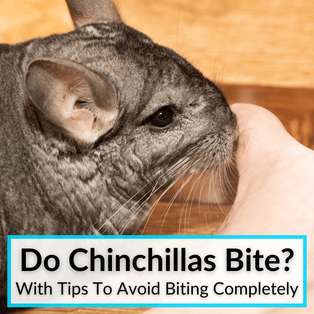 Do Chinchillas Bite? (+Tips To Avoid Biting Completely)