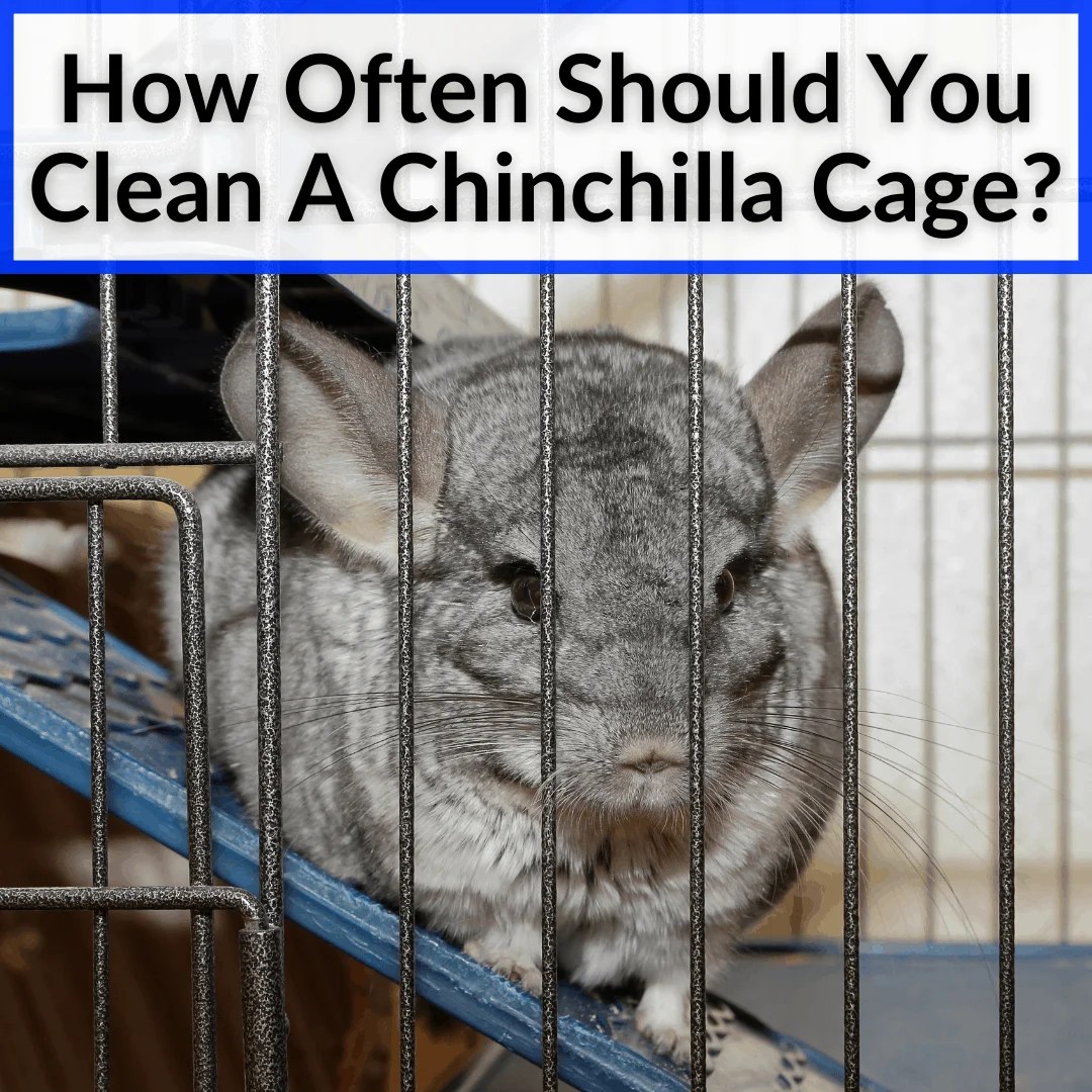 How Often Should You Clean A Chinchilla Cage? (+The Right Way To Do It)