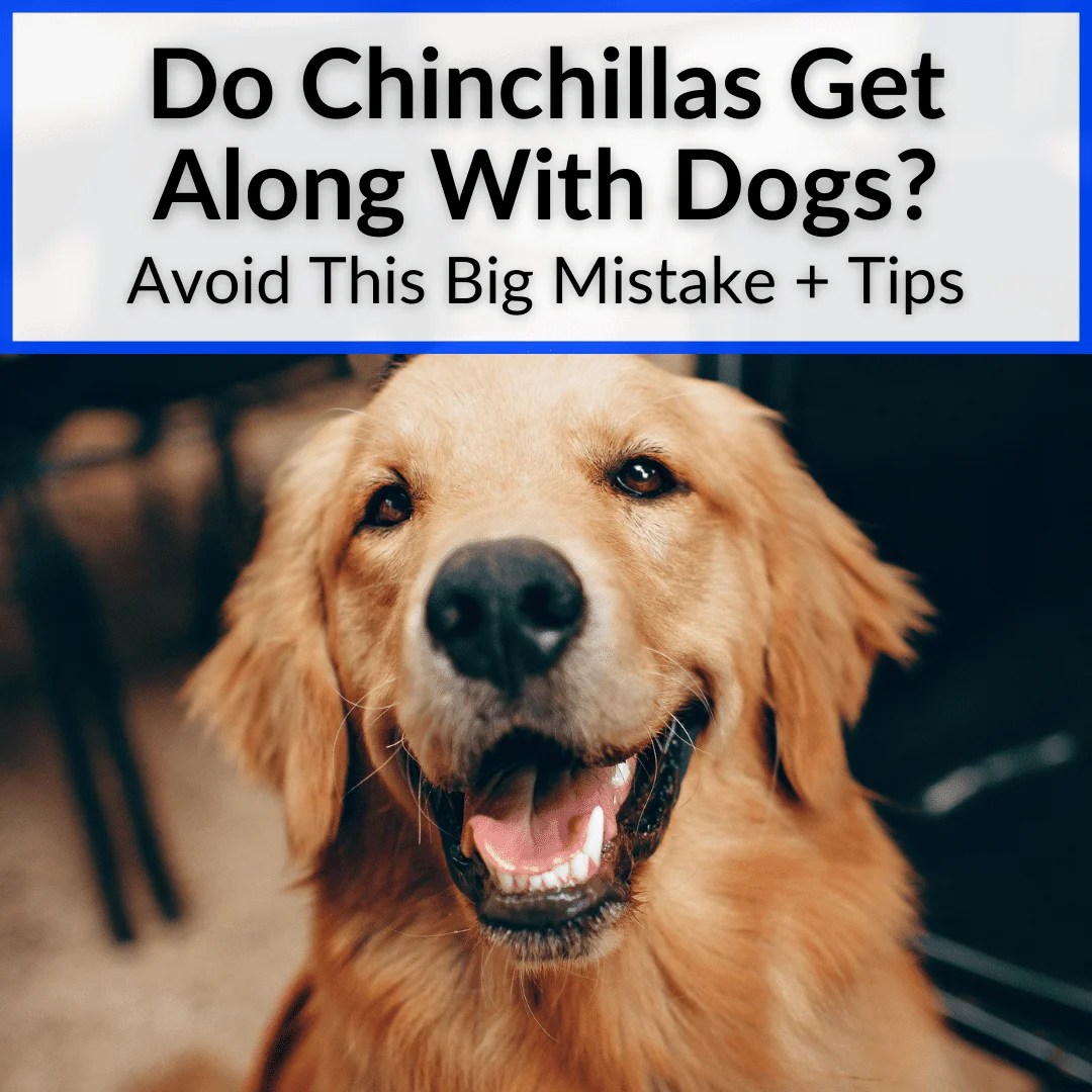 Do Chinchillas Get Along With Dogs? (Avoid This Big Mistake + Tips)