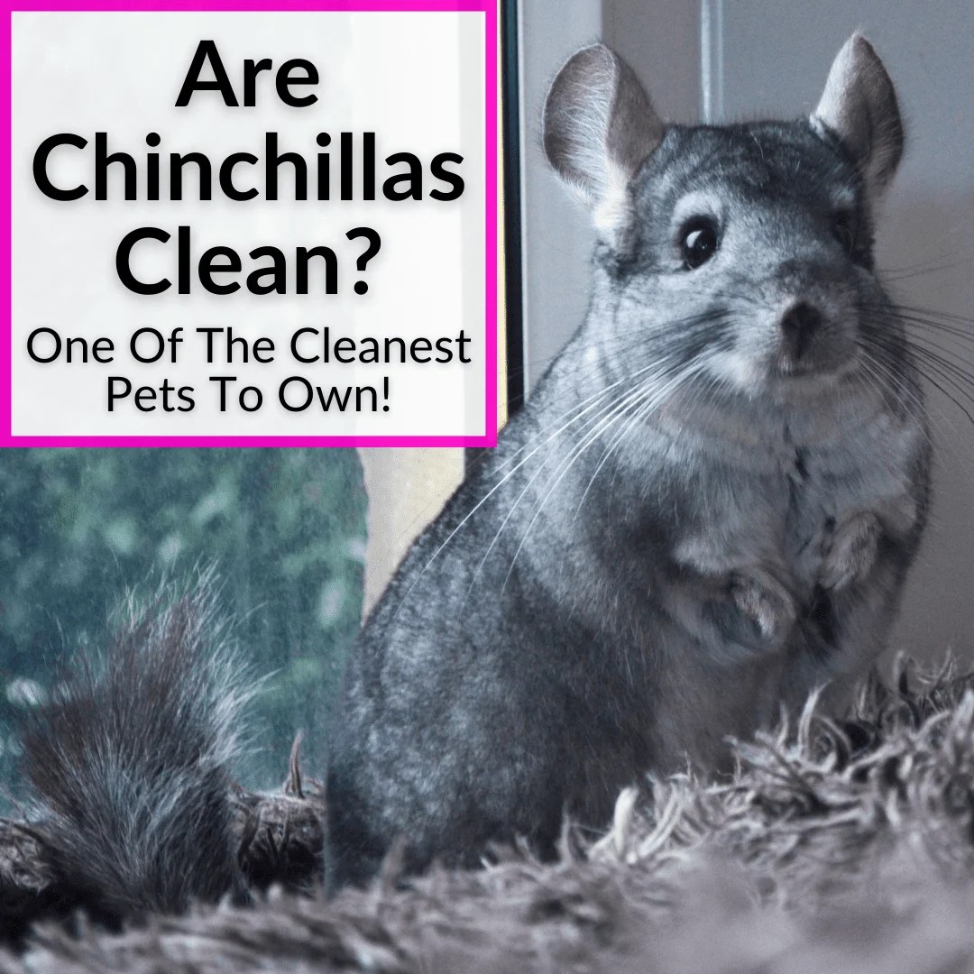 Are Chinchillas Clean? (One Of The Cleanest Pets To Own!)