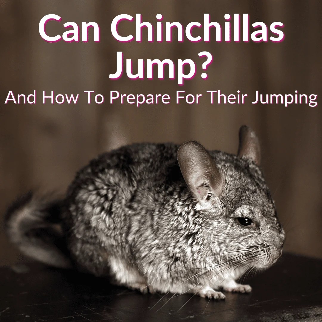 Can Chinchillas Jump? (+How To Prepare For Chinchilla Jumping)