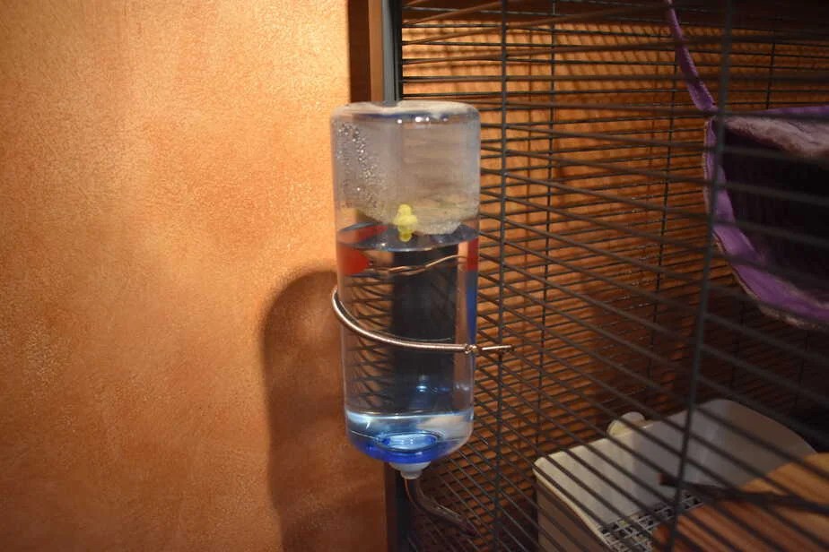 Do Chinchillas Drink Water