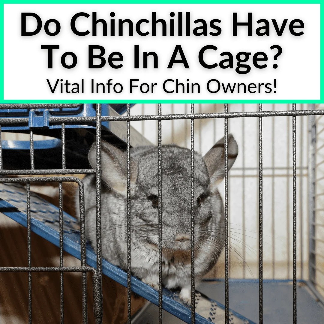 Do Chinchillas Have To Be In A Cage? (Vital Info For Chin Owners!)