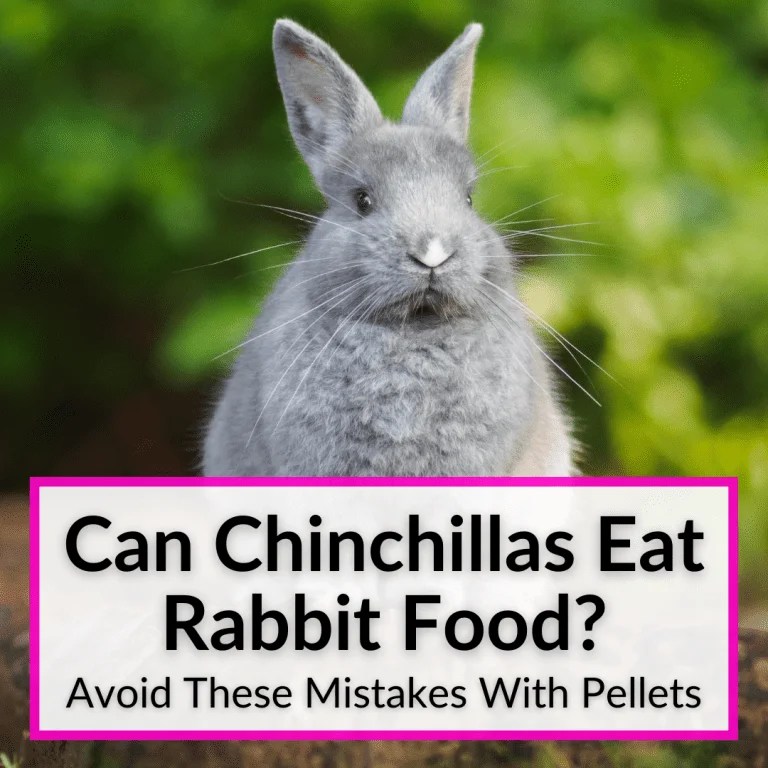 Can Chinchillas Eat Rabbit Food? (Avoid These Mistakes With Pellets)