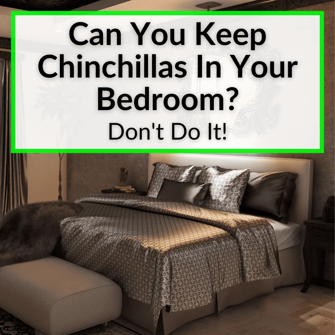 Can You Keep Chinchillas In Your Bedroom? (Don't Do It!)