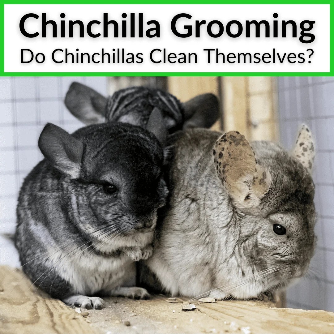 Chinchilla Grooming (Do Chinchillas Really Clean Themselves?)