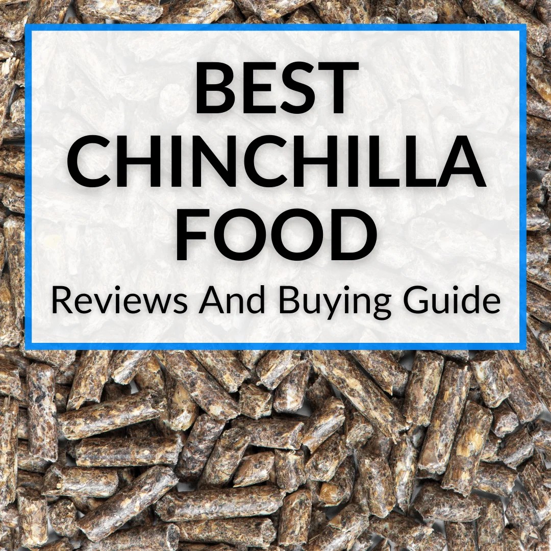 Best Chinchilla Food (Top Pellets + Tips)