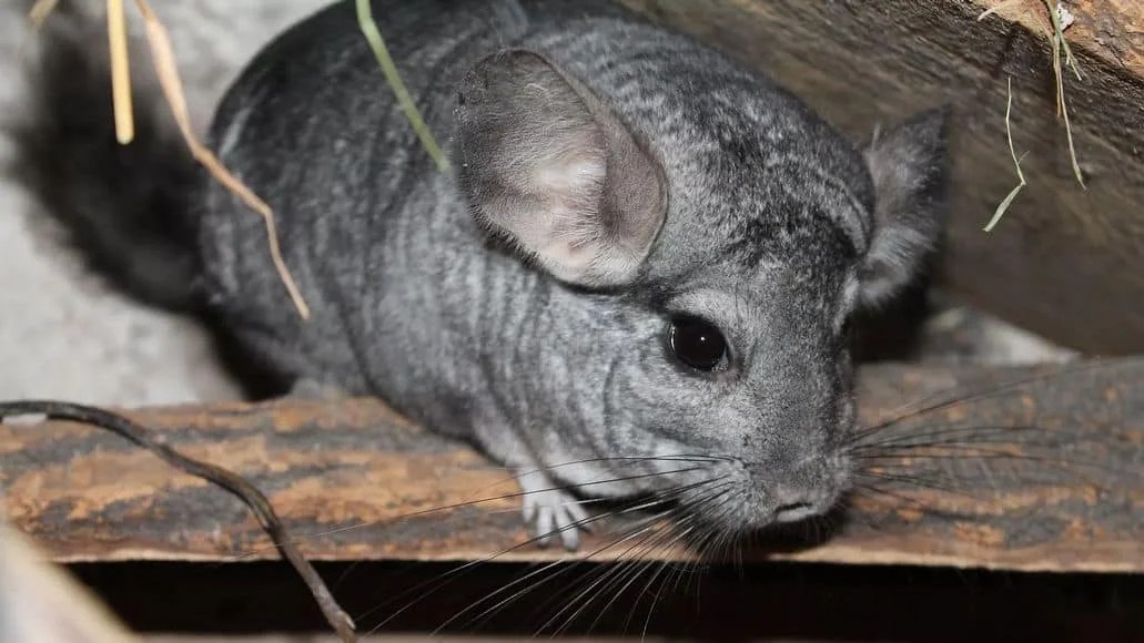 Do Chinchillas Sleep With Their Eyes Open
